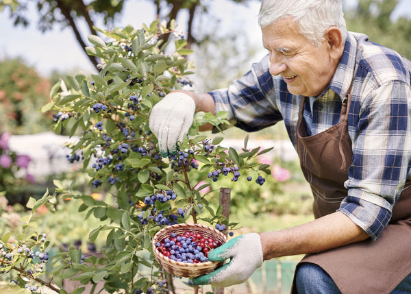 Top Brain Foods for Sharpening Focus and Boosting Cognitive Health