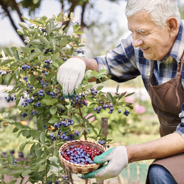 Top Brain Foods for Sharpening Focus and Boosting Cognitive Health