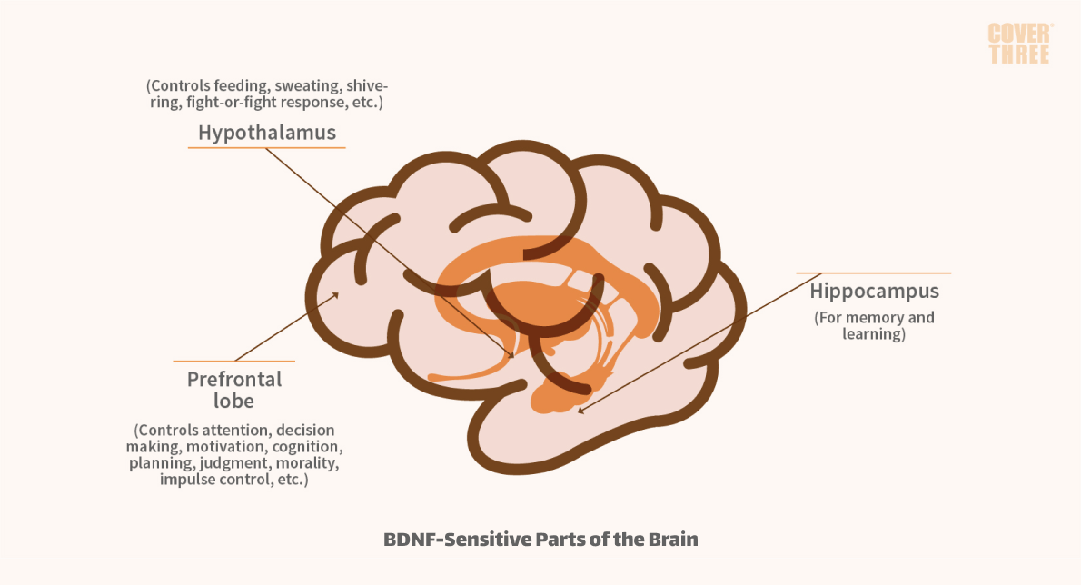 BDNF-Sensitive Parts of the Brain